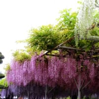 西条　長福寺の藤の花