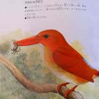 アカショウビンの鳴き声が・・・・ - 清水正廣のバードカービング・アート