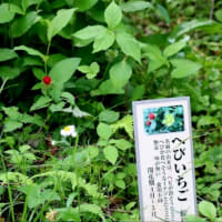 花菖蒲と動物の名前の入った植物51種目、ヘビイチゴ。