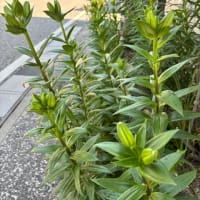 # ユリのプランタン