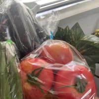 いただき物は夏野菜