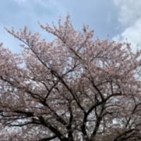 桜と燕