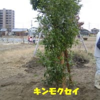 植樹イベント