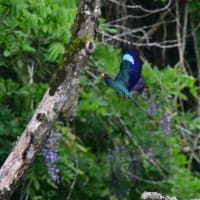 サンコウチョウ　ブッポウソウとフジの花／岡山県