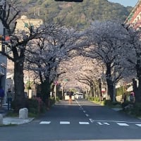 満開の桜🌸