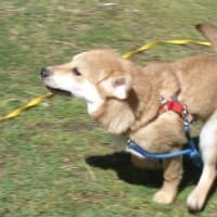 チャオありがとう