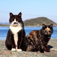 九州D島の猫たち　2024年3月　その10