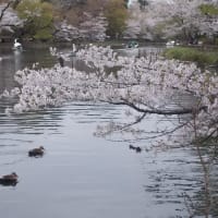 井の頭公園＾＾。