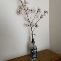 おうちでお花見