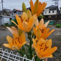 近所の花