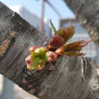 長野の桜色は見頃とこれから