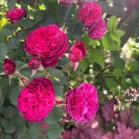 薔薇の季節