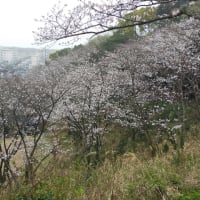 神社山の桜🌸