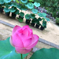 蓮の花