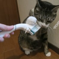 ブラシはいかが？