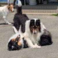 シェリーちゃん、リンツ君、キリちゃん　お里帰り
