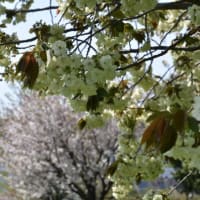 舎人公園　枝垂れ桜が咲いています　　　12