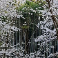 亀井公園の夜桜