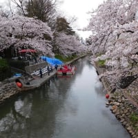 富山市松川の桜