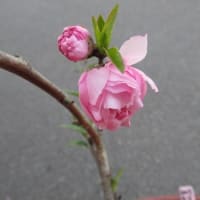 No.９２　「ひなのたき」が、15日に開花