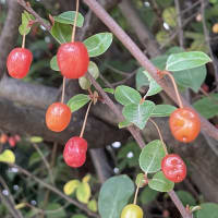 夏茱萸
