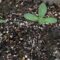 素朴な疑問３…なぜ細胞ひとつで生きていけるの？