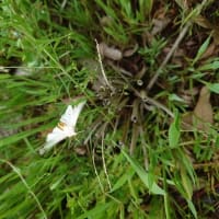 シラユキゲシ（白雪罌粟）・ゲンゲ（蓮華）・アカバナユウゲショウ（赤花夕化粧）・トウバナ（塔花）・キバラゴマダラヒトリ・キバラカメムシ・水生昆虫・俳句鑑賞