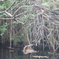 見守られてカワセミ雛は実践中、