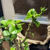5月報告