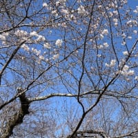 桜待ちの春ですね