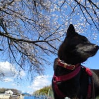 ﾜﾝ散歩ｺｰｽ 桜
