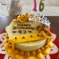 モコ16歳になりました