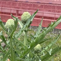 謎の巨大植物