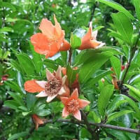季節の花「石榴 （ざくろ）」