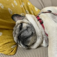 明日は