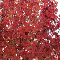 紅葉が始まりました