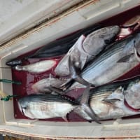 西磯のルアー釣り　6月25日(水)