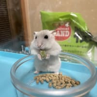 🐹ハムちゃん日記🐹　人間っぽい