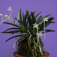 富貴蘭「緑十字星」の花(過去の画像倉庫から)