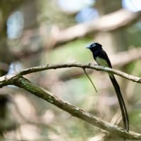 今日のサンコウチョウ