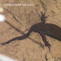 アカハライモリ