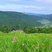 No.1,116　ひめさゆり見頃  !　南郷スキー場