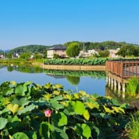 朝の散歩　平池緑地公園　57　6.29～30