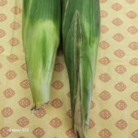 非常時に役立つ 湯煎料理