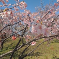 きれい！ みさと公園(埼玉県）の梅の花です