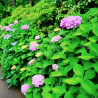 アジサイが続々開花 前編（板橋区立赤塚植物園 2025.6.8撮影）