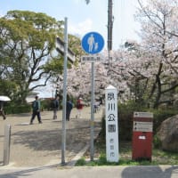 夙川公園のさくら・・桜の寿命について
