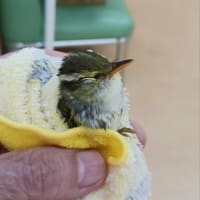 熱中症の小鳥を拾う