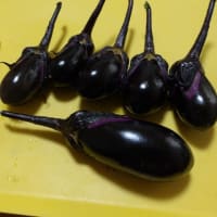 ミントの藪撲滅