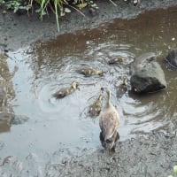感激！久しぶりのカモちゃん母子との対面